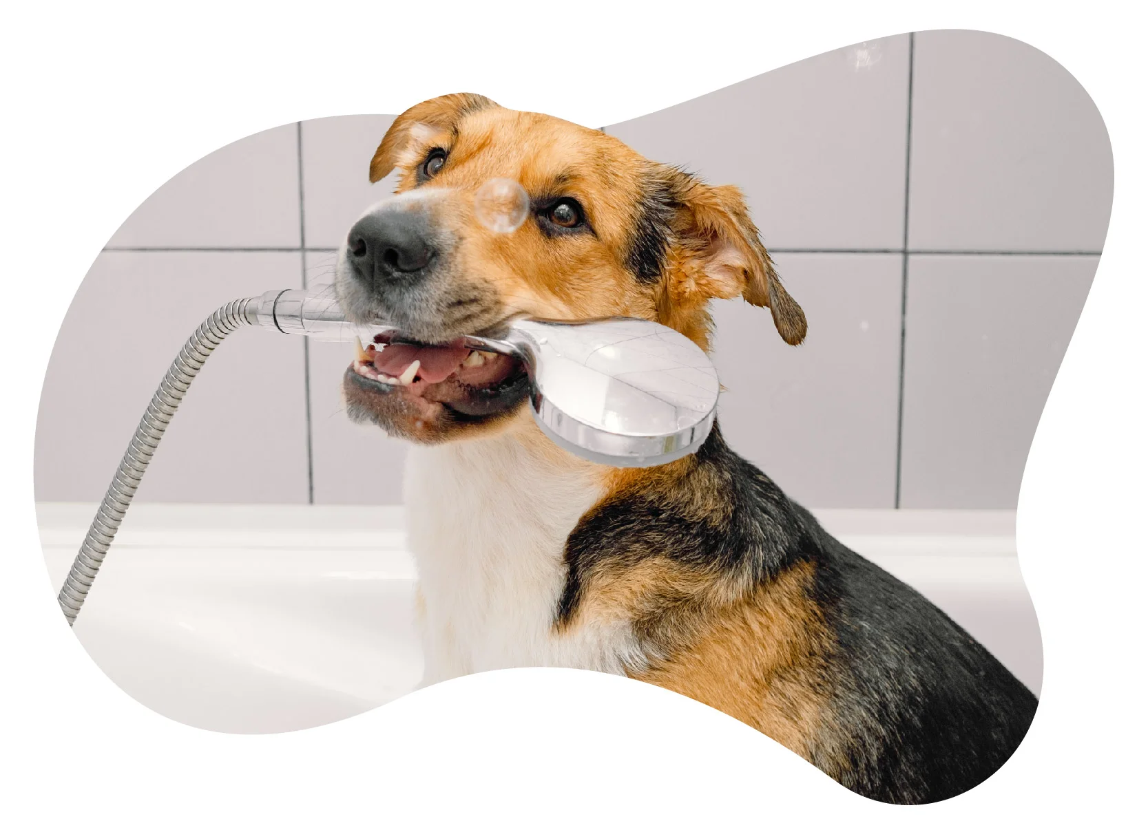 Lee más sobre el artículo 5 Consejos prácticos para mantener la higiene de tu mascota